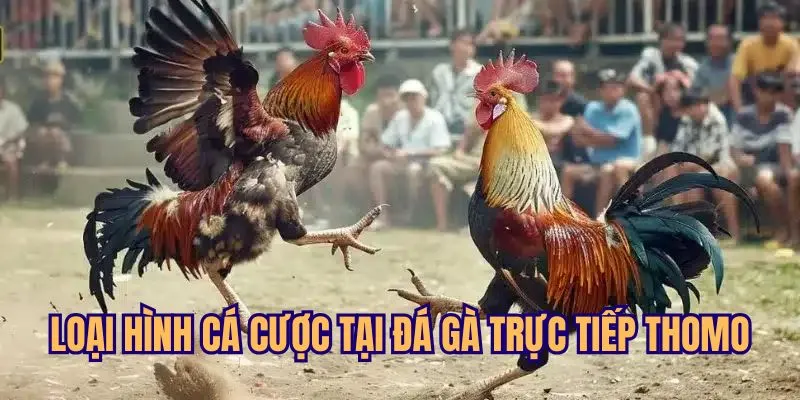 Những cổng cược có mặt tại chọi gà trực tiếp Thomo
